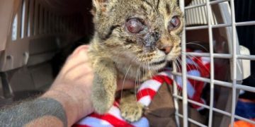 PETA Rescues Cat, Who Is Now Thriving With One Eye