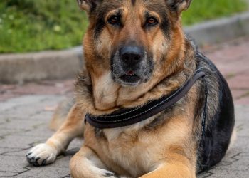 Paw-sitive Beginnings: The First Steps in Puppy Care