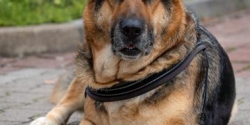 Paw-sitive Beginnings: The First Steps in Puppy Care