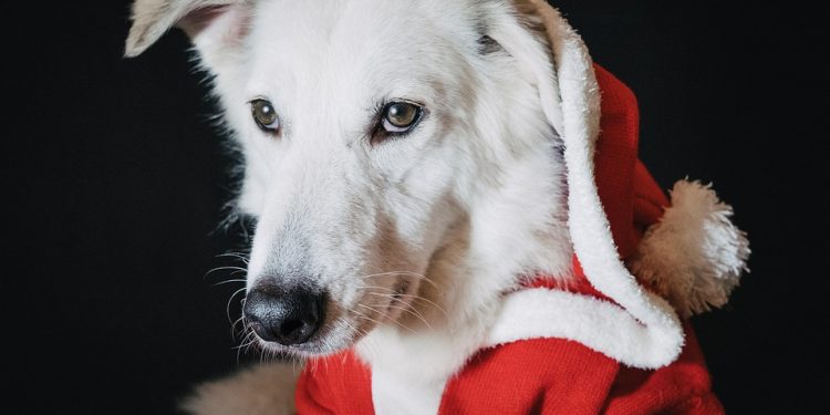 Paw-sitive Reinforcement: The Secrets to Effective Dog Training