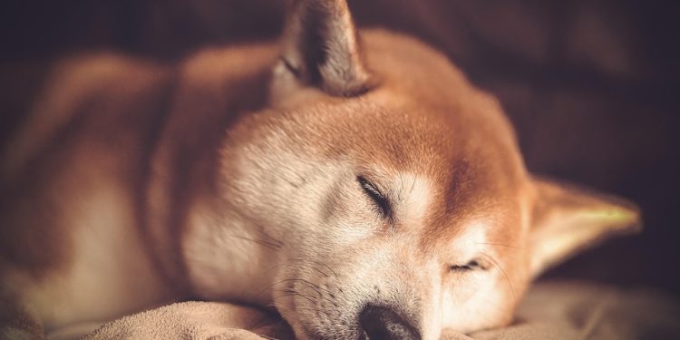 Puppy Parenthood 101: Essential Tips for First-Time Dog Owners