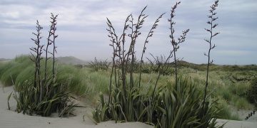 Puppy Proof Your Home: Tips for a Safe and Happy Environment