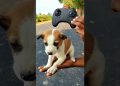 RC Remote control dog  unboxing and testing 🔥#Shorts #dog