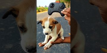 RC Remote control dog  unboxing and testing 🔥#Shorts #dog