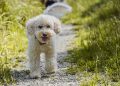 Raising Happy Pups: Essential Tips for First-Time Puppy Owners