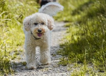 Raising Happy Pups: Essential Tips for First-Time Puppy Owners