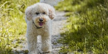 Raising Happy Pups: Essential Tips for First-Time Puppy Owners