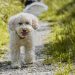 Raising Happy Pups: Essential Tips for First-Time Puppy Owners Raising Happy Pups: Essential Tips for First-Time Puppy Owners