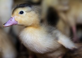 Scientific Support For Ending Cages For Farmed Birds