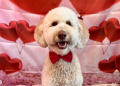 Show Your Dog Love this Valentine’s Day: Treats & Gift Ideas for Dogs
