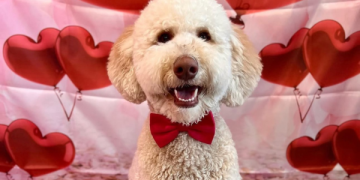 Show Your Dog Love this Valentine’s Day: Treats & Gift Ideas for Dogs