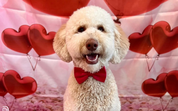 Show Your Dog Love this Valentine’s Day: Treats & Gift Ideas for Dogs