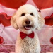 Show Your Dog Love this Valentine’s Day: Treats & Gift Ideas for Dogs