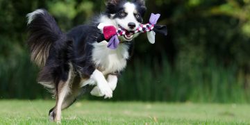 Socialized Pups: The Importance of Doggie Playdates