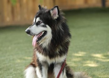 Spotting Illness: Signs Your Dog Needs a Trip to the Vet