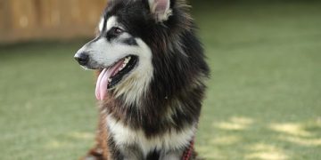 Spotting Illness: Signs Your Dog Needs a Trip to the Vet