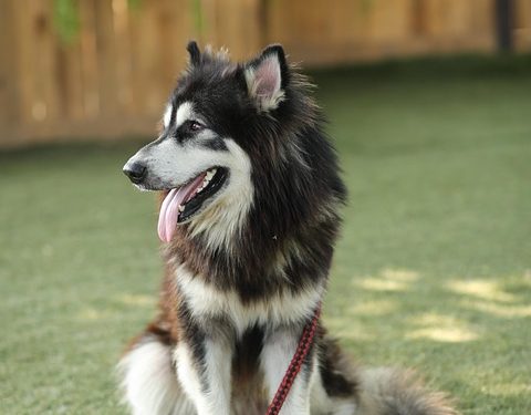 Spotting Illness: Signs Your Dog Needs a Trip to the Vet