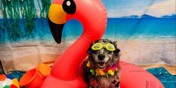 Spring Break Activities at Dogtopia Spring Break Activities at Dogtopia