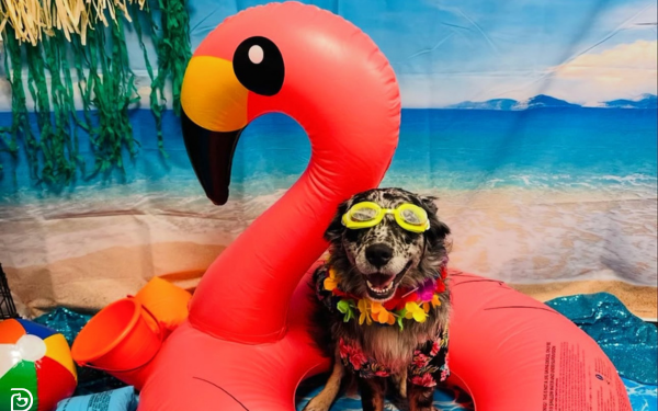 Spring Break Activities at Dogtopia Spring Break Activities at Dogtopia