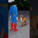 Superman vs Dog | When dog messed with superman