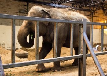 The Big Give Matched Funding Challenge