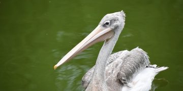 The Dog Owner’s Checklist: Must-Have Supplies for a Happy Pup