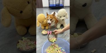 The impatient puppy lost his temper and slammed the door. Corgi, dog, cute pet debut plan, the d