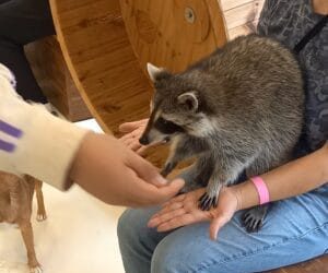 Tourists Sign Public Pledge to Boycott Exotic Animal Cafés