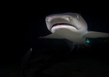 Training Tips: The Do’s and Don’ts of Puppy Obedience