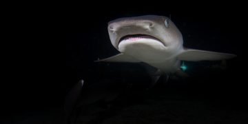 Training Tips: The Do’s and Don’ts of Puppy Obedience Training Tips: The Do’s and Don’ts of Puppy Obedience