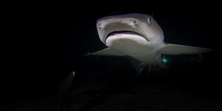 Training Tips: The Do’s and Don’ts of Puppy Obedience