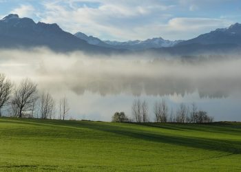 Understanding Dog Breeds: Choosing the Perfect Match for Your Lifestyle