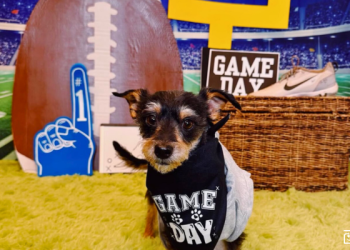 Ways to Celebrate the Big Game with Your Dog