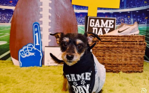 Ways to Celebrate the Big Game with Your Dog Ways to Celebrate the Big Game with Your Dog