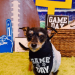 Ways to Celebrate the Big Game with Your Dog