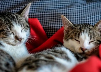 What Really Happens When New Cats Join Multi-Cat Households