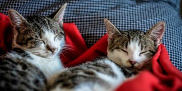 What Really Happens When New Cats Join Multi-Cat Households