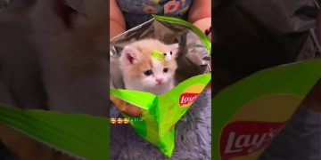 chips surprise cute Dog 🐕 puppy  #shorts