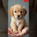 cute beauitful puppy sound #cute #ytshorts #shotrs #cat #tiger #goat #duck #dog #trending