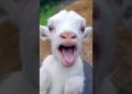 #funny #cute #goat #cow #sheep #dog #monkey #animal #cat #animals | 18