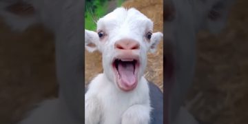 #funny #cute #goat #cow #sheep #dog #monkey #animal #cat #animals | 18