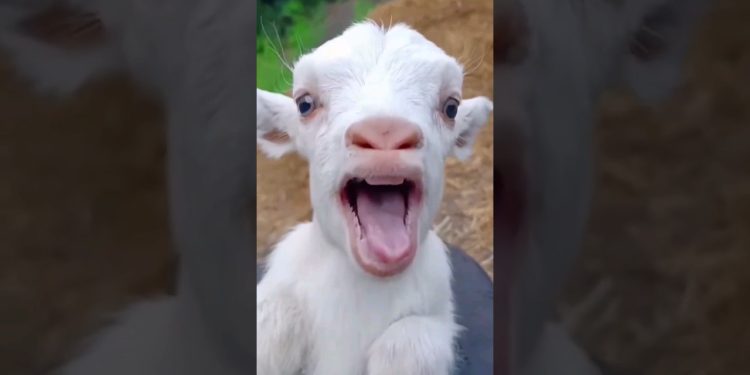 #funny #cute #goat #cow #sheep #dog #monkey #animal #cat #animals | 18