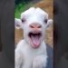 #funny #cute #goat #cow #sheep #dog #monkey #animal #cat #animals | 18