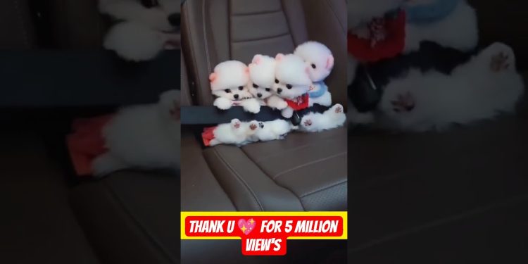 teacup dog breeds / teacup puppies 🐕 mini wood toy art / hand craft #shorts #dog #toys #cute #puppy