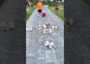 teacup dog breeds / teacup puppies 🐕 #shorts #dog #toys #cute #puppy