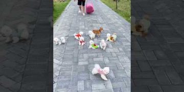 teacup dog breeds / teacup puppies 🐕 #shorts #dog #toys #cute #puppy