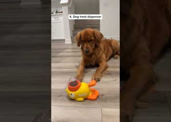 10 Things I Bought My DOGS #shorts #justicebuys #products