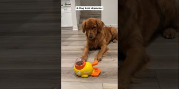 10 Things I Bought My DOGS #shorts #justicebuys #products