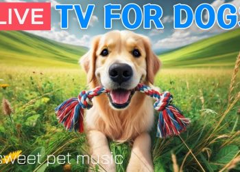 🔴24 Hours of Dog TV🎵🐶Calming Music for Dogs to Sleep🐾🩷Soothing Dog Music for Anxiety & Stress Relief
