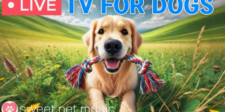 🔴24 Hours of Dog TV🎵🐶Calming Music for Dogs to Sleep🐾🩷Soothing Dog Music for Anxiety & Stress Relief 🔴24 Hours of Dog TV🎵🐶Calming Music for Dogs to Sleep🐾🩷Soothing Dog Music for Anxiety & Stress Relief